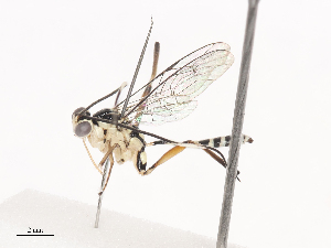  ( - CBG-A38488-D07)  @11 [ ] CreativeCommons - Attribution Share - Alike (2024) CBG Photography Group Centre for Biodiversity Genomics