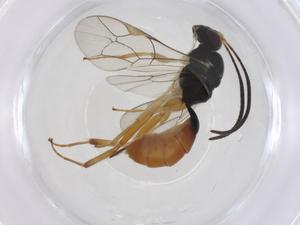  (phygaMalaise01 Malaise1761 - CBG-A39836-B05)  @11 [ ] CreativeCommons - Attribution Share - Alike (2024) Centre for Biodiversity Genomics Centre for Biodiversity Genomics