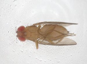  ( - CBG-A41538-H11)  @11 [ ] CreativeCommons - Attribution Share - Alike (2024) Centre for Biodiversity Genomics Centre for Biodiversity Genomics