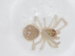  (Theridion albulum - CBG-A41539-C05)  @11 [ ] CreativeCommons - Attribution Share - Alike (2024) Centre for Biodiversity Genomics Centre for Biodiversity Genomics