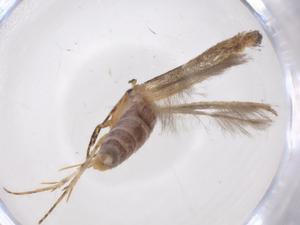  ( - CBG-A41555-F02)  @11 [ ] CreativeCommons - Attribution Share - Alike (2024) Centre for Biodiversity Genomics Centre for Biodiversity Genomics