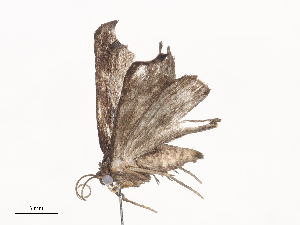  ( - CBG-A41779-E03)  @11 [ ] CreativeCommons - Attribution Share - Alike (2024) CBG Photography Group Centre for Biodiversity Genomics