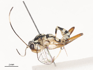  ( - CBG-A40208-G05)  @11 [ ] CreativeCommons - Attribution Share - Alike (2024) CBG Photography Group Centre for Biodiversity Genomics