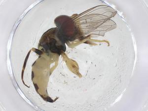  ( - CBG-A41080-C11)  @11 [ ] CreativeCommons - Attribution Share - Alike (2024) Centre for Biodiversity Genomics Centre for Biodiversity Genomics