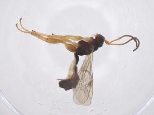  ( - CBG-A43102-B09)  @11 [ ] CreativeCommons - Attribution Share - Alike (2024) Centre for Biodiversity Genomics Centre for Biodiversity Genomics