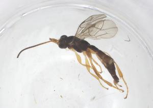  ( - CBG-A43115-A01)  @11 [ ] CreativeCommons - Attribution Share - Alike (2024) Centre for Biodiversity Genomics Centre for Biodiversity Genomics