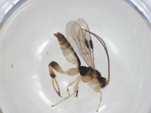  ( - CBG-A43127-B04)  @11 [ ] CreativeCommons - Attribution Share - Alike (2024) Centre for Biodiversity Genomics Centre for Biodiversity Genomics