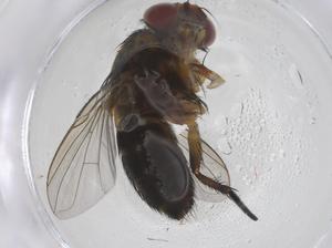  ( - CBG-A43137-E10)  @11 [ ] CreativeCommons - Attribution Share - Alike (2024) Centre for Biodiversity Genomics Centre for Biodiversity Genomics