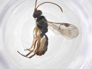  ( - CBG-A43138-H05)  @11 [ ] CreativeCommons - Attribution Share - Alike (2024) Centre for Biodiversity Genomics Centre for Biodiversity Genomics