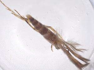  ( - CBG-A43152-G12)  @11 [ ] CreativeCommons - Attribution Share - Alike (2024) Centre for Biodiversity Genomics Centre for Biodiversity Genomics