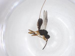  ( - CBG-A43153-C02)  @11 [ ] CreativeCommons - Attribution Share - Alike (2024) Centre for Biodiversity Genomics Centre for Biodiversity Genomics