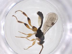  ( - CBG-A43199-A02)  @11 [ ] CreativeCommons - Attribution Share - Alike (2024) Centre for Biodiversity Genomics Centre for Biodiversity Genomics