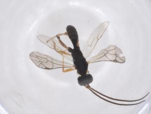  ( - CBG-A43199-E05)  @11 [ ] CreativeCommons - Attribution Share - Alike (2024) Centre for Biodiversity Genomics Centre for Biodiversity Genomics