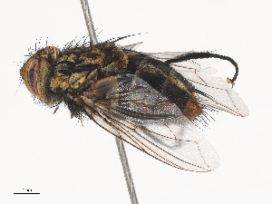  ( - CBG-A44314-B08)  @11 [ ] CreativeCommons - Attribution Share - Alike (2024) CBG Photography Group Centre for Biodiversity Genomics
