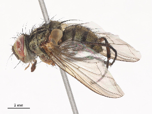  ( - CBG-A44314-C12)  @11 [ ] CreativeCommons - Attribution Share - Alike (2024) CBG Photography Group Centre for Biodiversity Genomics
