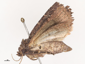  ( - CBG-A44314-H09)  @11 [ ] CreativeCommons - Attribution Share - Alike (2024) CBG Photography Group Centre for Biodiversity Genomics