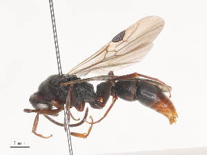  ( - CBG-A44315-C04)  @11 [ ] CreativeCommons - Attribution Share - Alike (2024) CBG Photography Group Centre for Biodiversity Genomics