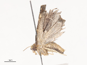  ( - CBG-A44316-F08)  @11 [ ] CreativeCommons - Attribution Share - Alike (2024) CBG Photography Group Centre for Biodiversity Genomics
