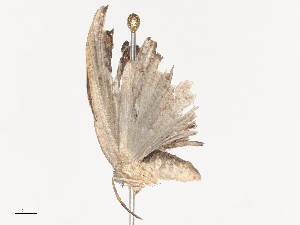  ( - CBG-A44319-A11)  @11 [ ] CreativeCommons - Attribution Share - Alike (2024) CBG Photography Group Centre for Biodiversity Genomics