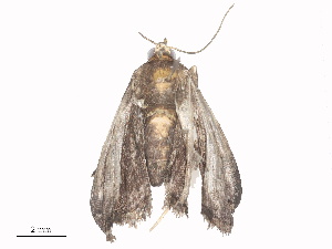  ( - CBG-A44319-B11)  @11 [ ] CreativeCommons - Attribution Share - Alike (2024) CBG Photography Group Centre for Biodiversity Genomics