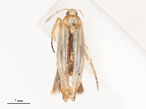  (gelJanzen01 Janzen3134 - CBG-A44320-A06)  @11 [ ] CreativeCommons - Attribution Share - Alike (2024) CBG Photography Group Centre for Biodiversity Genomics