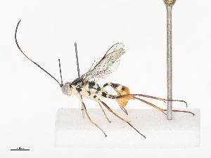  ( - CBG-A44361-B07)  @11 [ ] CreativeCommons - Attribution Share - Alike (2024) CBG Photography Group Centre for Biodiversity Genomics