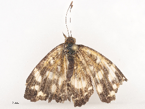  ( - CBG-A44361-C03)  @11 [ ] CreativeCommons - Attribution Share - Alike (2024) CBG Photography Group Centre for Biodiversity Genomics