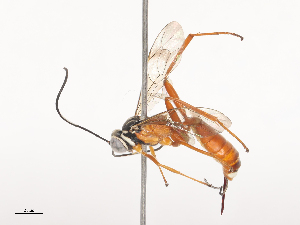  ( - CBG-A44361-C09)  @11 [ ] CreativeCommons - Attribution Share - Alike (2024) CBG Photography Group Centre for Biodiversity Genomics