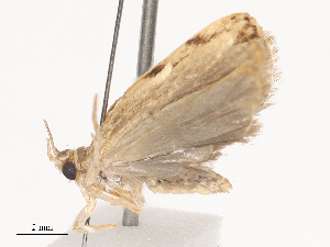  ( - CBG-A44409-C01)  @11 [ ] CreativeCommons - Attribution Share - Alike (2024) CBG Photography Group Centre for Biodiversity Genomics