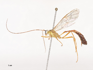  (Enicospilus Janzen5997 - CBG-A44409-G12)  @11 [ ] CreativeCommons - Attribution Share - Alike (2024) CBG Photography Group Centre for Biodiversity Genomics