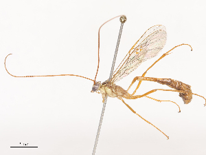  (Enicospilus Malaise1266 - CBG-A44409-H03)  @11 [ ] CreativeCommons - Attribution Share - Alike (2024) CBG Photography Group Centre for Biodiversity Genomics