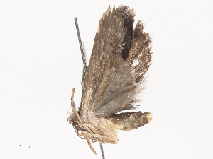  ( - CBG-A44410-C12)  @11 [ ] CreativeCommons - Attribution Share - Alike (2024) CBG Photography Group Centre for Biodiversity Genomics