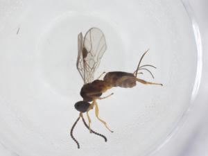  ( - CBG-A41611-D05)  @11 [ ] CreativeCommons - Attribution Share - Alike (2024) Centre for Biodiversity Genomics Centre for Biodiversity Genomics