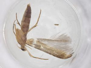  ( - CBG-A41616-A06)  @11 [ ] CreativeCommons - Attribution Share - Alike (2024) Centre for Biodiversity Genomics Centre for Biodiversity Genomics