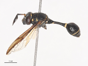  ( - CBG-A41766-D11)  @11 [ ] CreativeCommons - Attribution Share - Alike (2024) CBG Photography Group Centre for Biodiversity Genomics