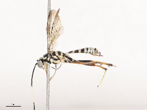  ( - CBG-A41766-H02)  @11 [ ] CreativeCommons - Attribution Share - Alike (2024) CBG Photography Group Centre for Biodiversity Genomics