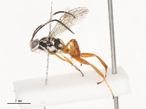  ( - CBG-A41768-D02)  @11 [ ] CreativeCommons - Attribution Share - Alike (2024) CBG Photography Group Centre for Biodiversity Genomics