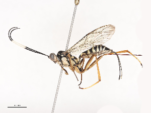  ( - CBG-A44289-A06)  @11 [ ] CreativeCommons - Attribution Share - Alike (2024) CBG Photography Group Centre for Biodiversity Genomics