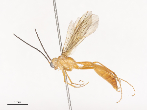  ( - CBG-A44289-A11)  @11 [ ] CreativeCommons - Attribution Share - Alike (2024) CBG Photography Group Centre for Biodiversity Genomics