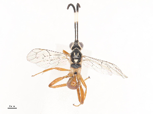  ( - CBG-A44289-E07)  @11 [ ] CreativeCommons - Attribution Share - Alike (2024) CBG Photography Group Centre for Biodiversity Genomics