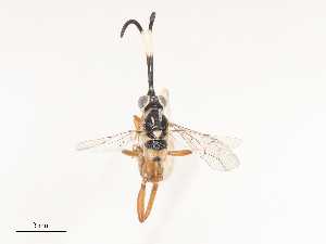  ( - CBG-A44289-H03)  @11 [ ] CreativeCommons - Attribution Share - Alike (2024) CBG Photography Group Centre for Biodiversity Genomics