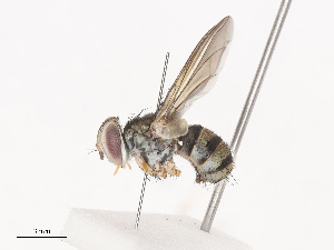  ( - CBG-A44290-B08)  @11 [ ] CreativeCommons - Attribution Share - Alike (2024) CBG Photography Group Centre for Biodiversity Genomics