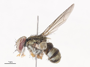 ( - CBG-A44290-B12)  @11 [ ] CreativeCommons - Attribution Share - Alike (2024) CBG Photography Group Centre for Biodiversity Genomics