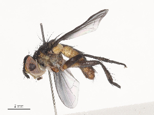  (tachMalaise01 Malaise6318 - CBG-A44291-D07)  @11 [ ] CreativeCommons - Attribution Share - Alike (2024) CBG Photography Group Centre for Biodiversity Genomics