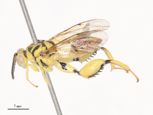  (chalMalaise3243 - CBG-A38487-D02)  @11 [ ] CreativeCommons - Attribution Share - Alike (2024) CBG Photography Group Centre for Biodiversity Genomics