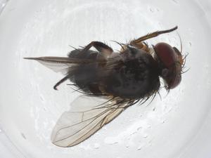  ( - CBG-A39554-A12)  @11 [ ] CreativeCommons - Attribution Share - Alike (2024) Centre for Biodiversity Genomics Centre for Biodiversity Genomics