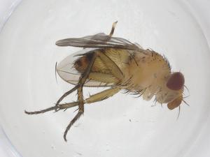  (Ceromya Malaise7787 - CBG-A39559-A10)  @11 [ ] CreativeCommons - Attribution Share - Alike (2024) Centre for Biodiversity Genomics Centre for Biodiversity Genomics