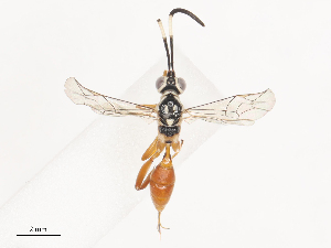  ( - CBG-A40192-E02)  @11 [ ] CreativeCommons - Attribution Share - Alike (2024) CBG Photography Group Centre for Biodiversity Genomics