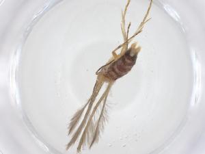  ( - CBG-A41515-C10)  @11 [ ] CreativeCommons - Attribution Share - Alike (2024) Centre for Biodiversity Genomics Centre for Biodiversity Genomics