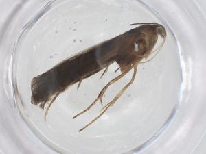  ( - CBG-A41525-D07)  @11 [ ] CreativeCommons - Attribution Share - Alike (2024) Centre for Biodiversity Genomics Centre for Biodiversity Genomics